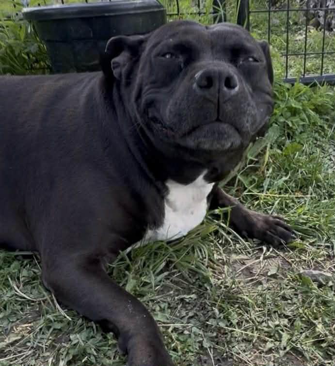 Thelma, a Adoptable Mixed Breed in Plain City, OH image 5/6