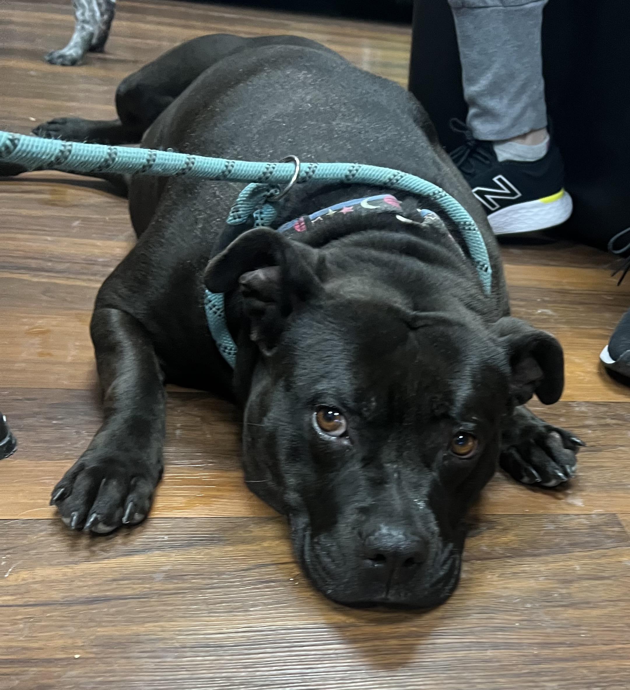 Thelma, a Adoptable Mixed Breed image 2/6