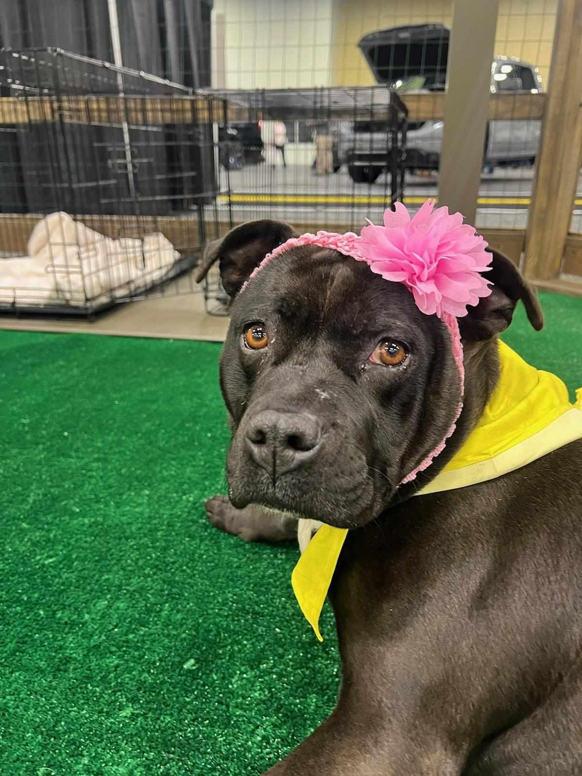 Thelma, a Adoptable Mixed Breed image 3/6