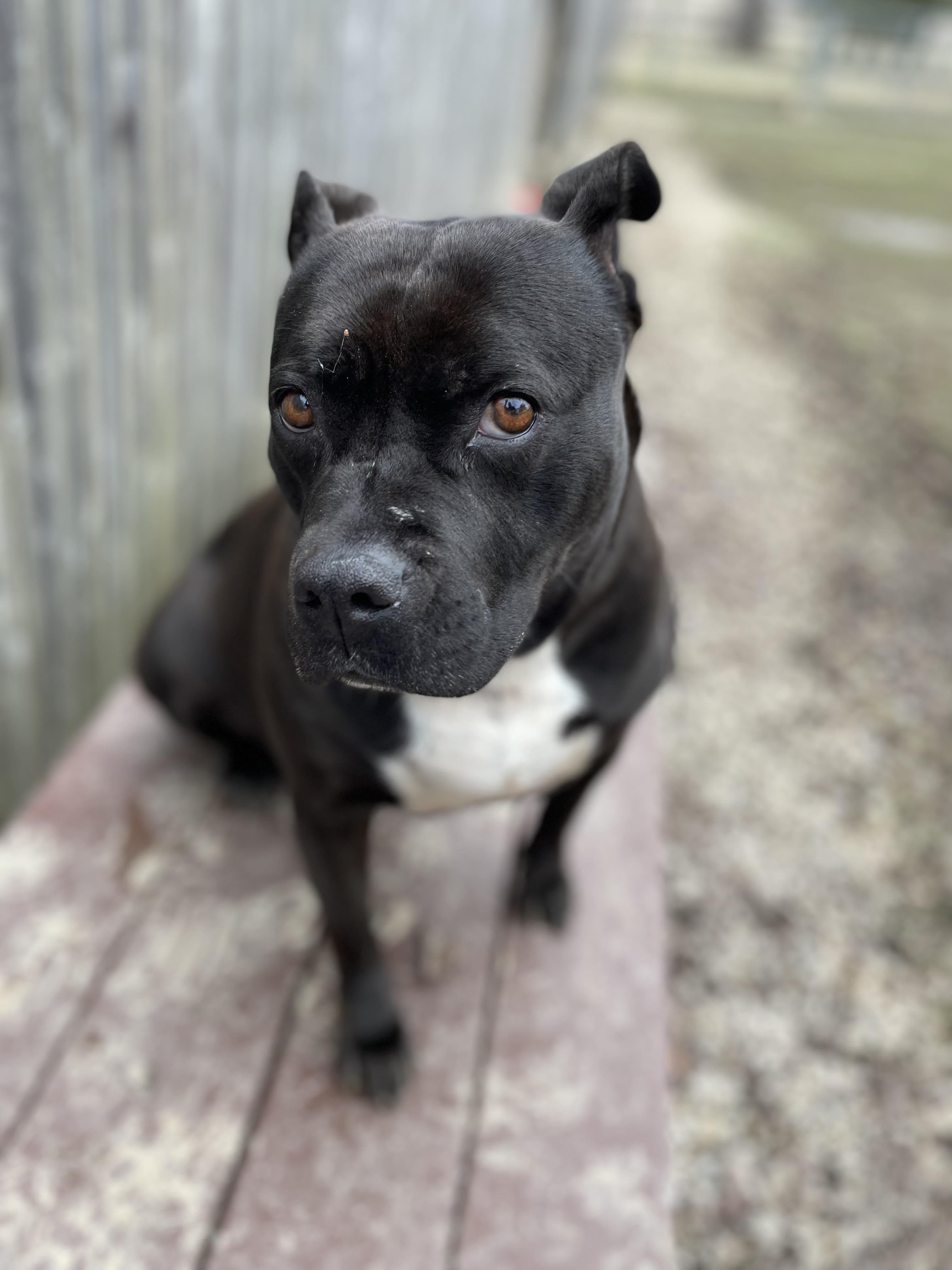 Thelma, a Adoptable Mixed Breed image 4/6