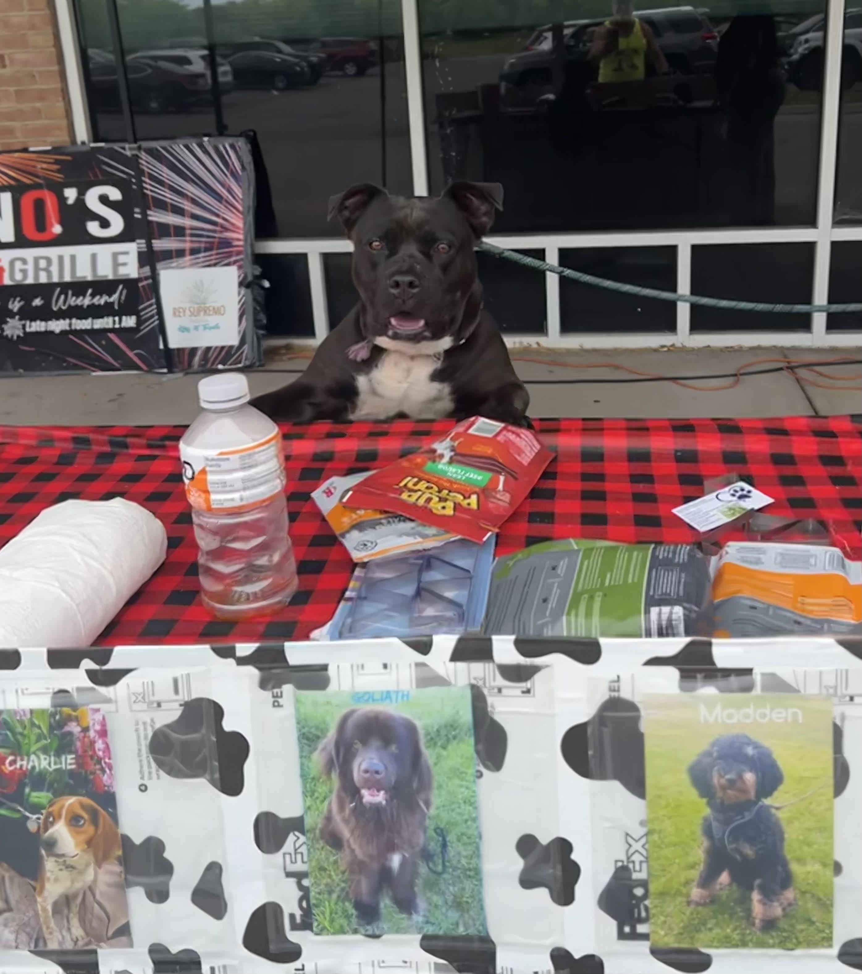 Thelma, a Adoptable Mixed Breed image 5/6