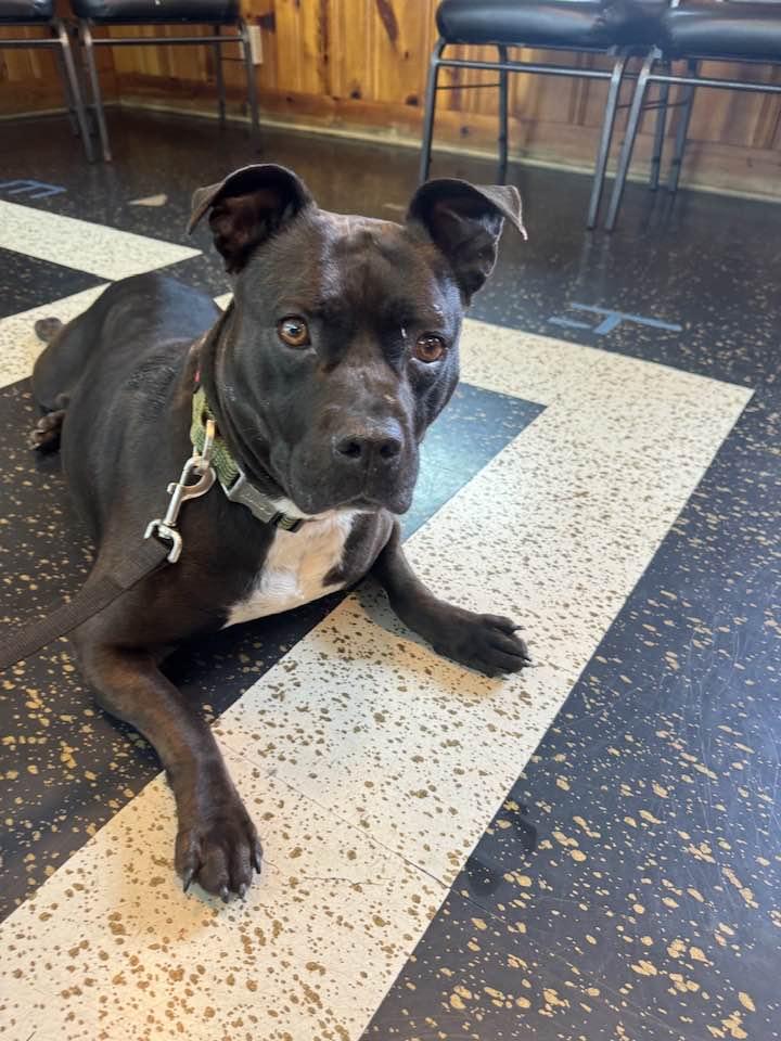 Thelma, a Adoptable Mixed Breed image 6/6