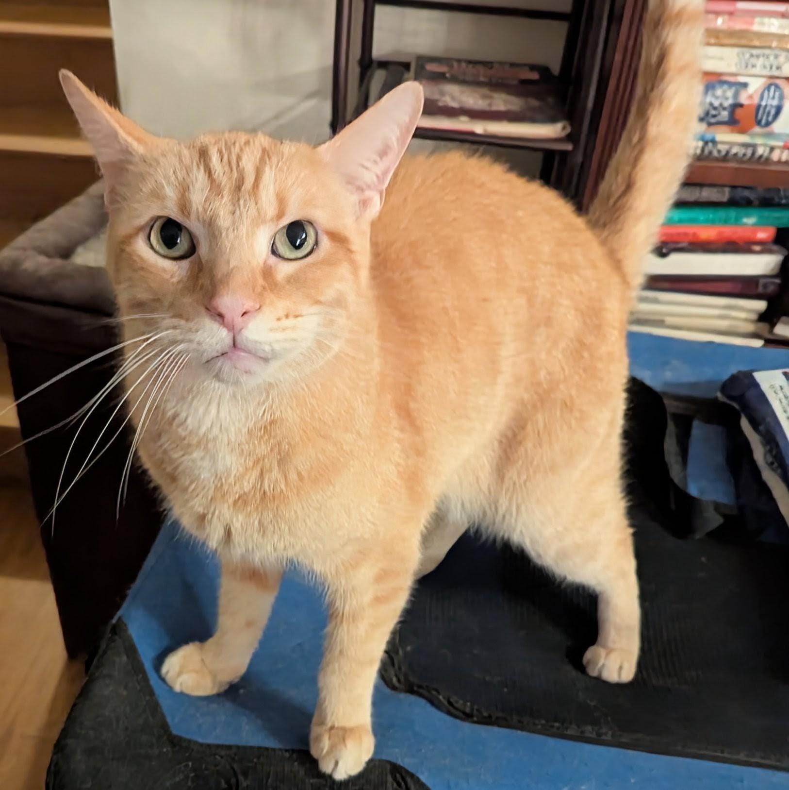 Macgyver thumbnail 5