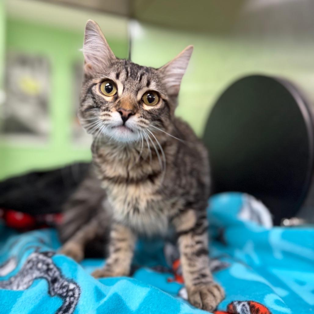 Enlarge Shrimp, a Adoptable mixed breed in Bullhead City, AZ image 1/1