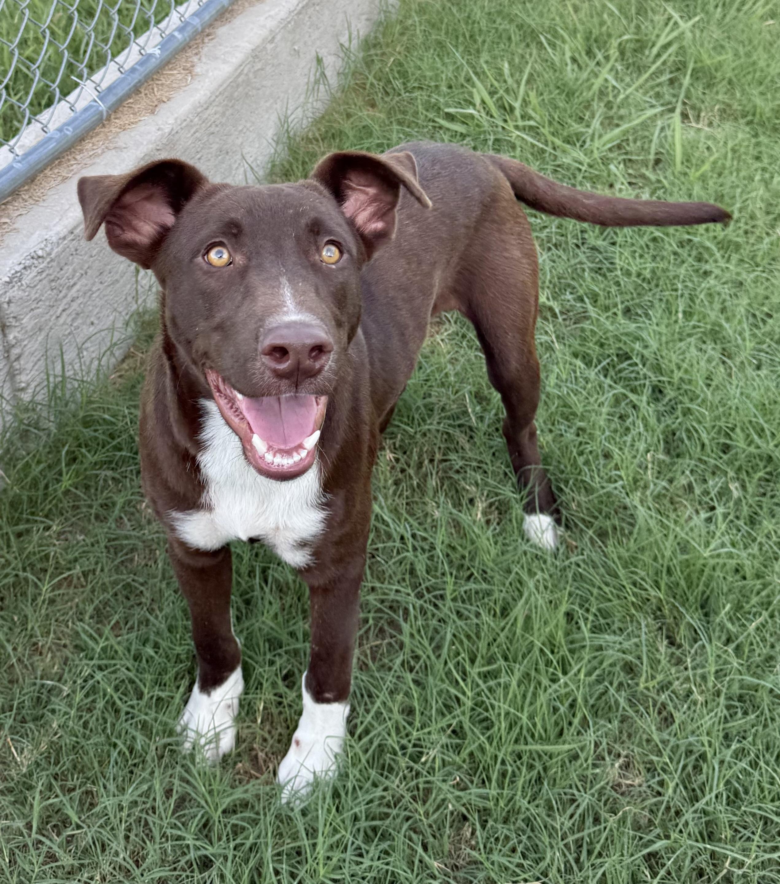 Enlarge George, a Adoptable mixed breed in Brattleboro, VT image 4/4