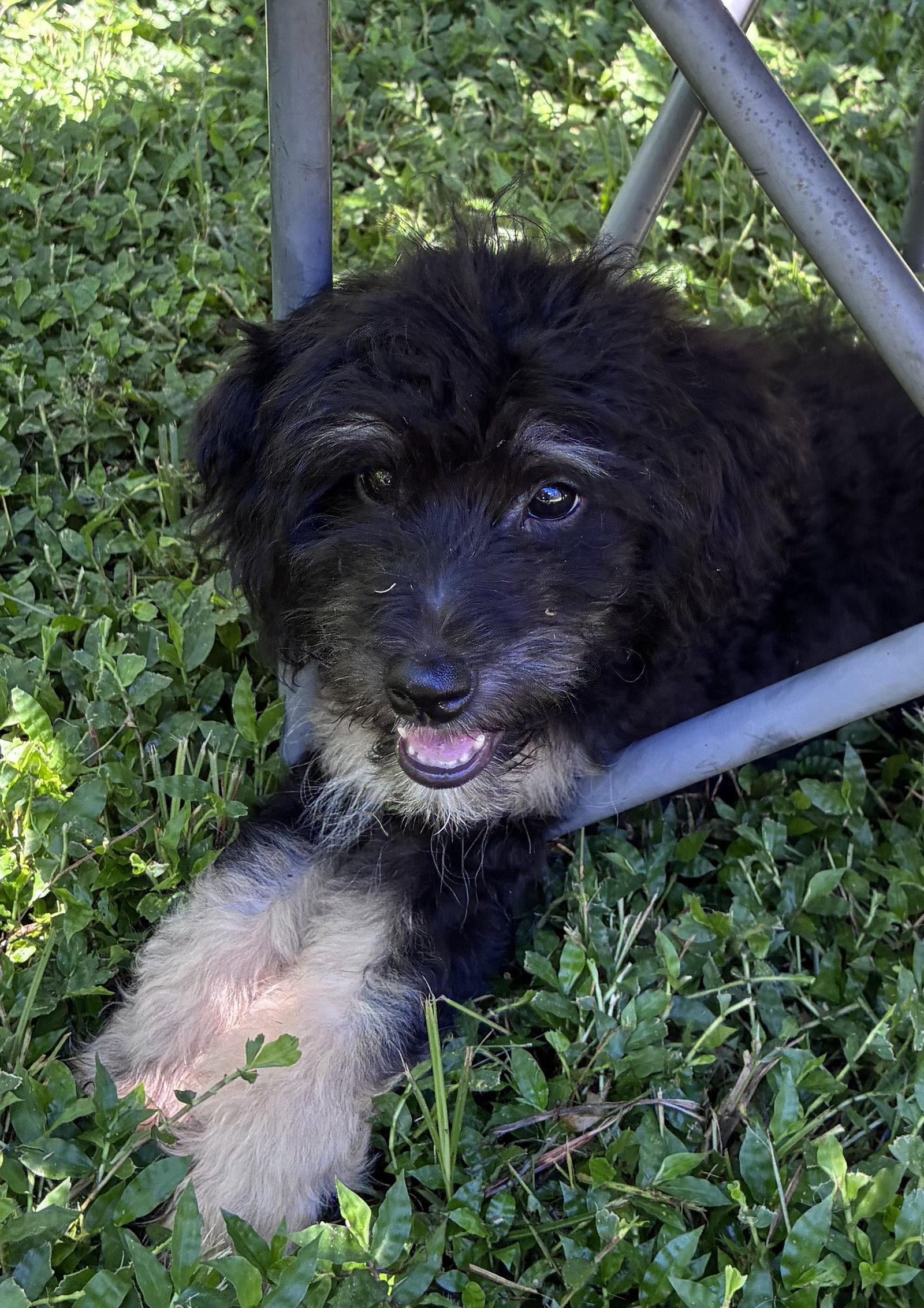 Enlarge Wickham, a Adoptable mixed breed in Valrico, FL image 2/3