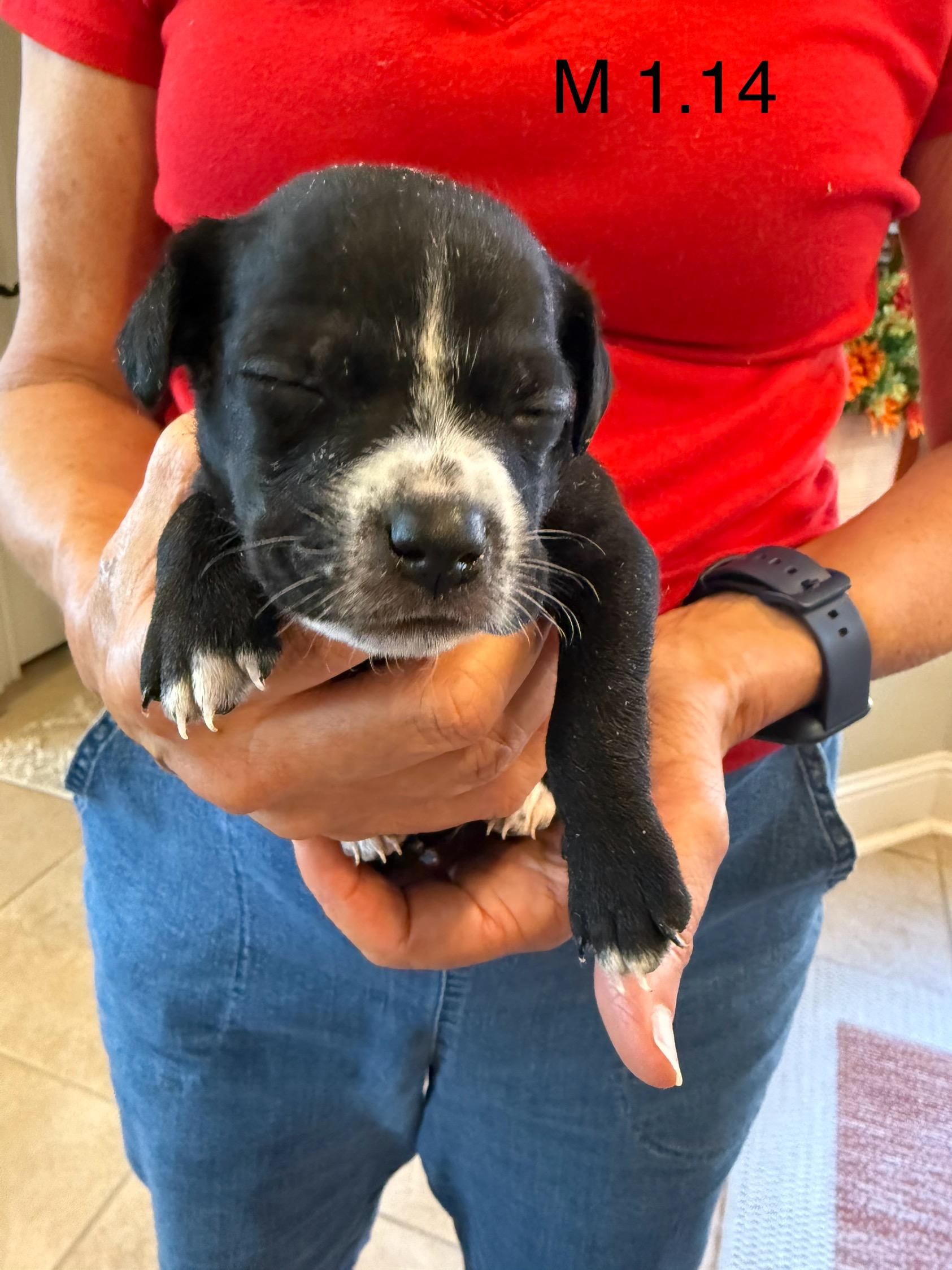 Enlarge Chihuahua Rat terrier pups, a Adopted mixed breed in Hartford, CT image 3/5