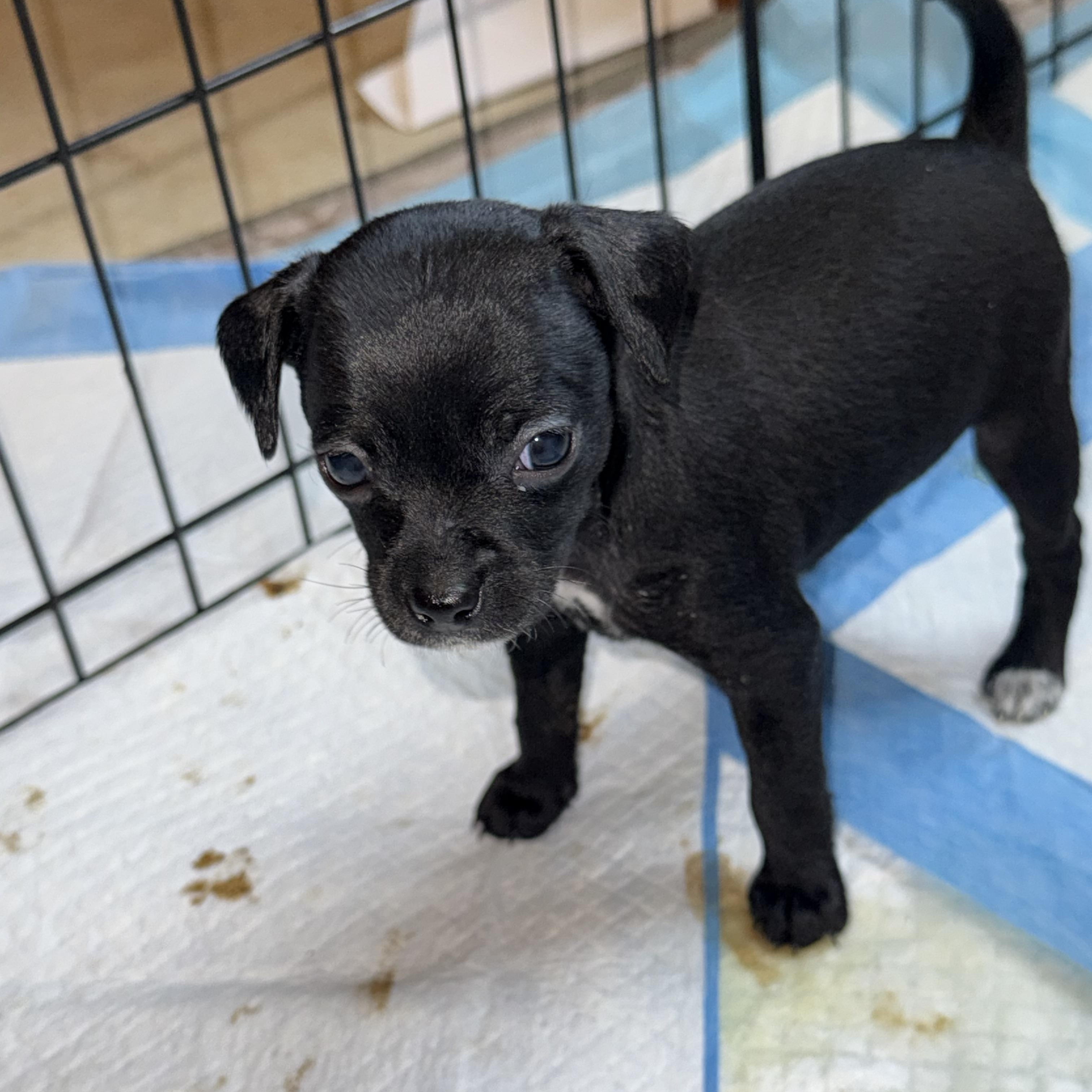 Enlarge Chihuahua Rat terrier pups, a Adopted mixed breed in Hartford, CT image 5/5