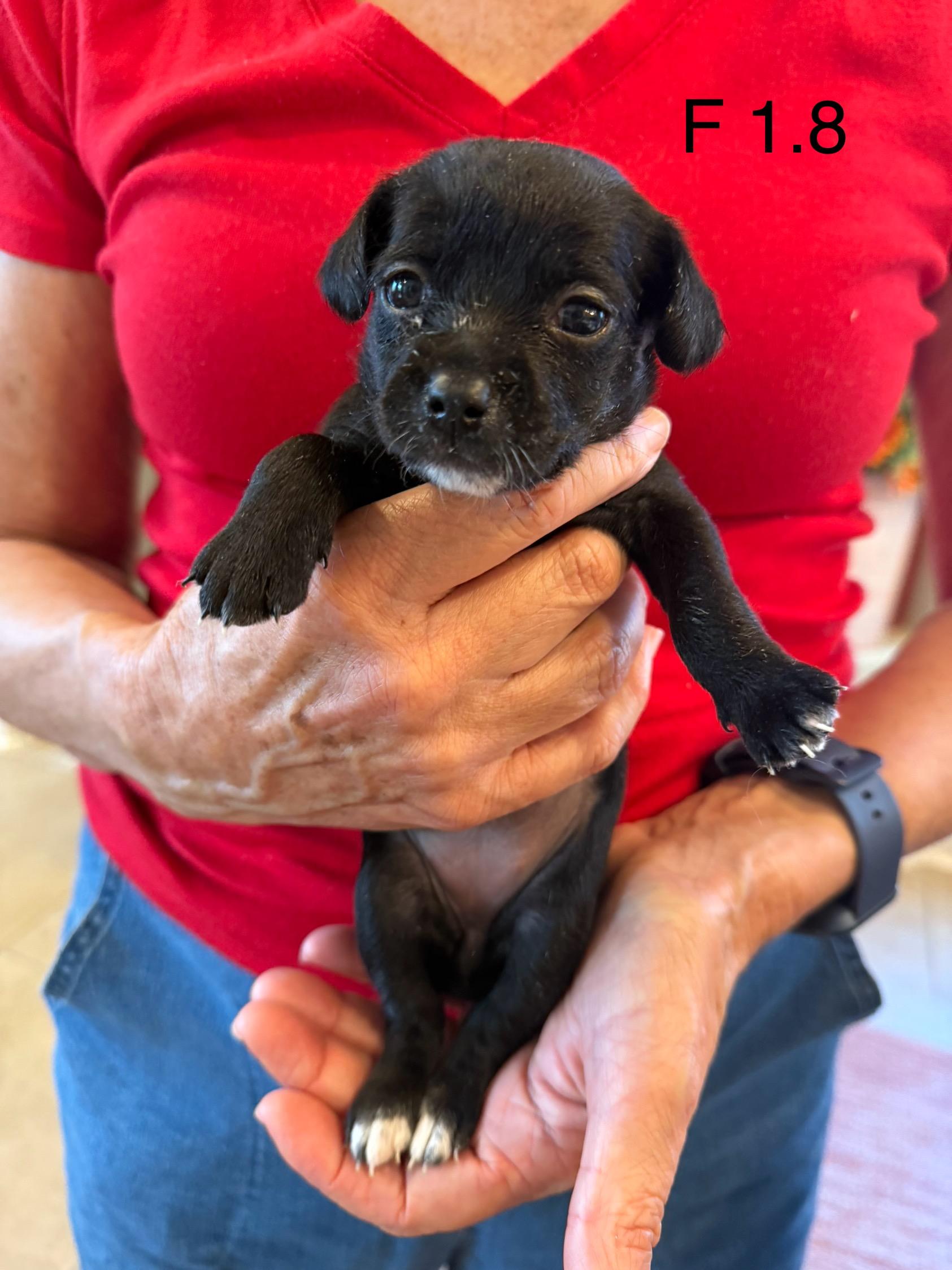 Enlarge Chihuahua Rat terrier pups, a Adopted mixed breed in Hartford, CT image 1/5