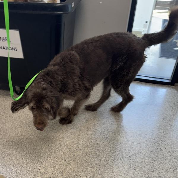 Noodle, Adoptable, Adult Male Labradoodle.