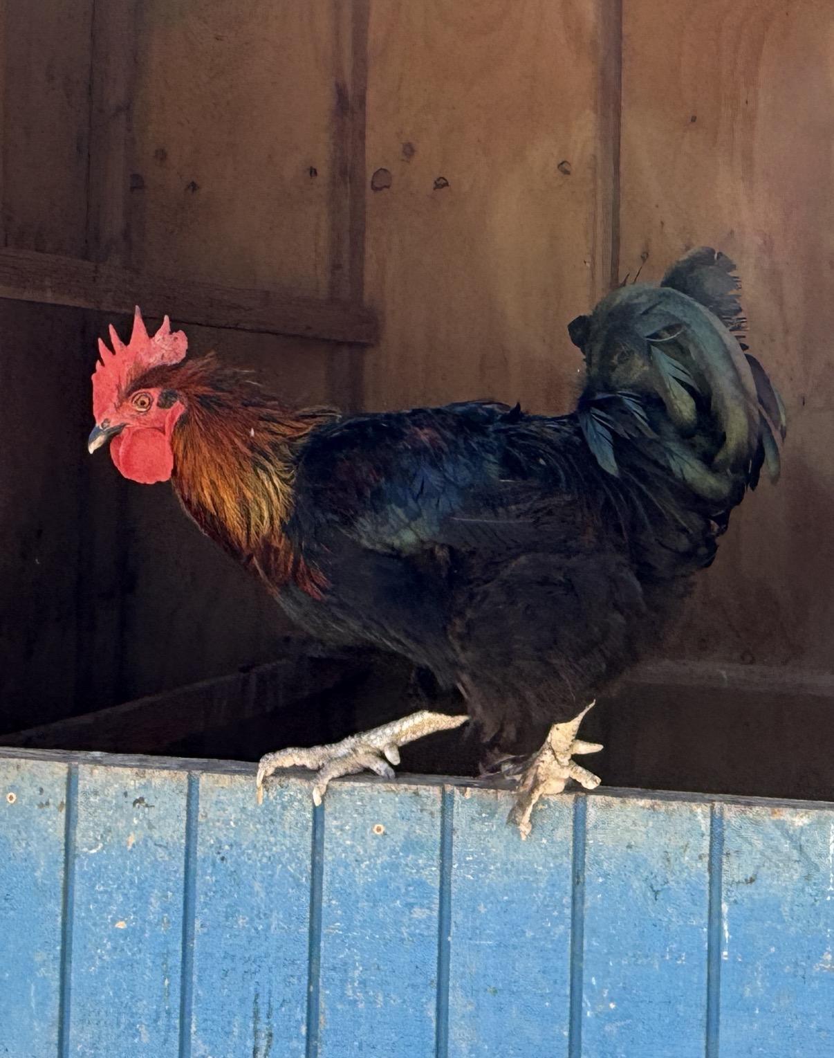 Enlarge Chunky, a Adoptable Chicken in Redlands, CA image 1/1