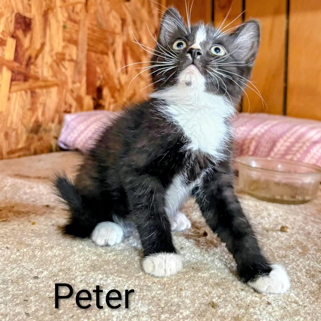 Peter, Adoptable, Kitten Male Siamese & Domestic Short Hair.