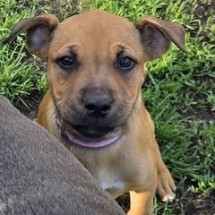 Enlarge Willow, an adopted mixed breed in Watertown, WI image 6/6