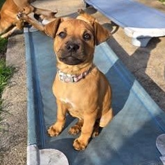 Enlarge Willow, an adopted mixed breed in Watertown, WI image 2/6