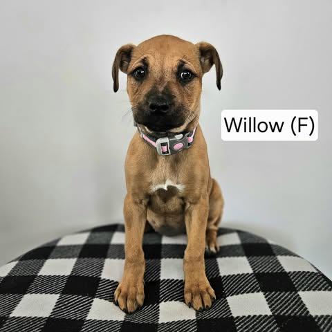Enlarge Willow, an adopted mixed breed in Watertown, WI image 5/6