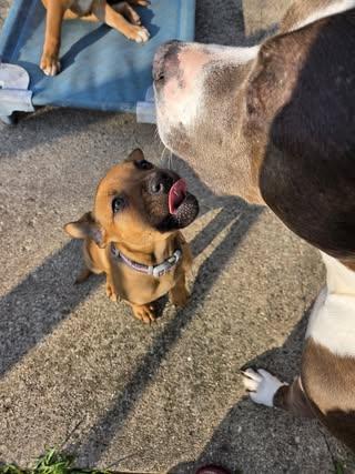 Enlarge Willow, an adopted mixed breed in Watertown, WI image 4/6