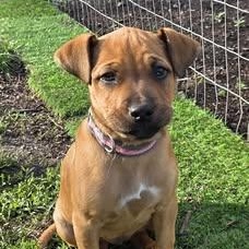Willow, adopted, Puppy Female Boxer.