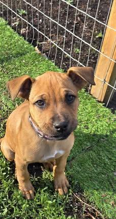 Enlarge Willow, an adopted mixed breed in Watertown, WI image 3/6
