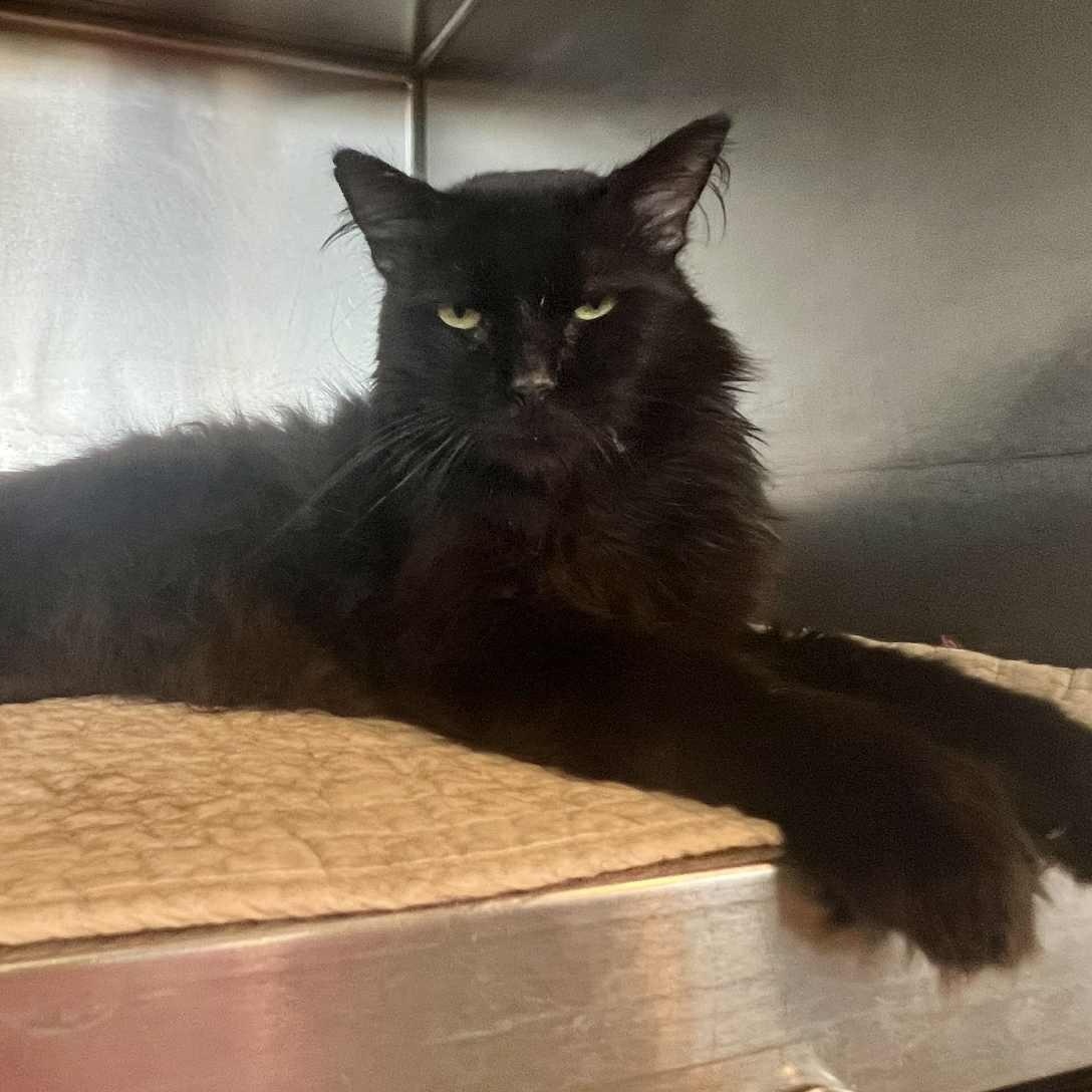 Bunny - 8 yo senior