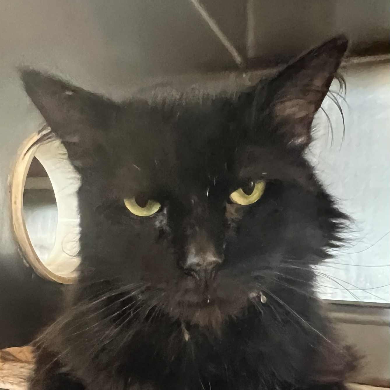 Bunny - 8 yo senior