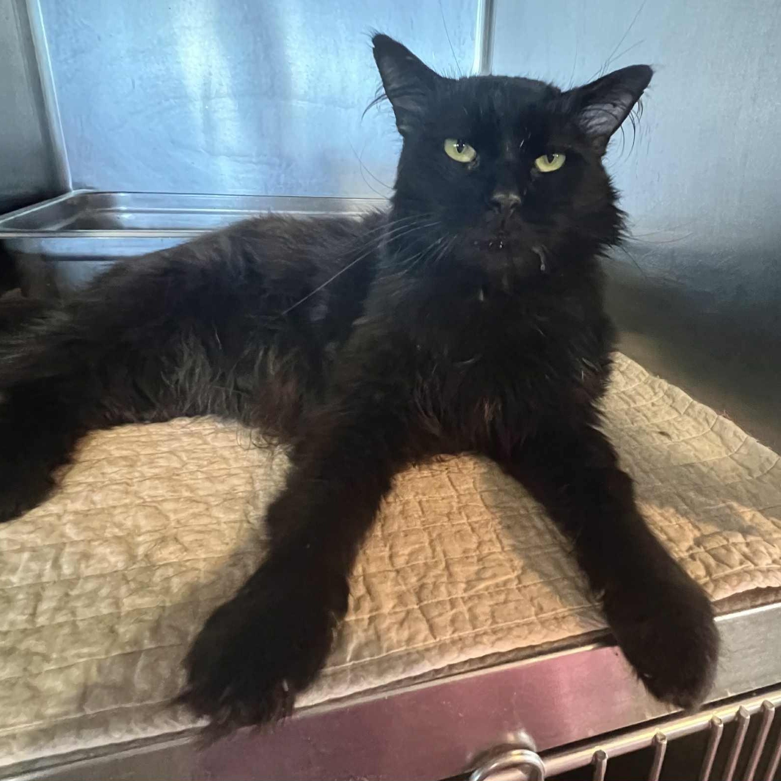 Bunny - 8 yo senior