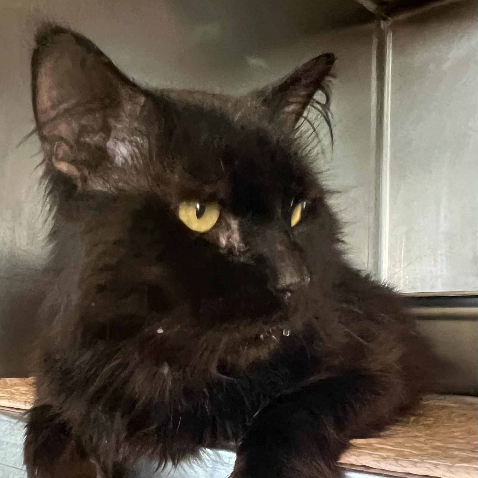Bunny - 8 yo senior