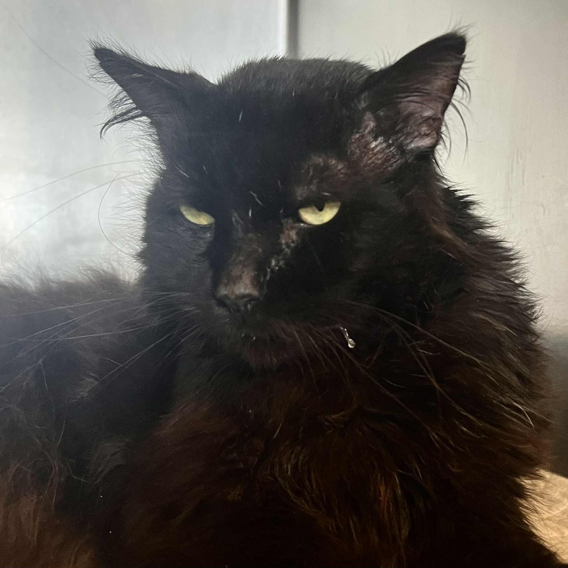Bunny - 8 yo senior
