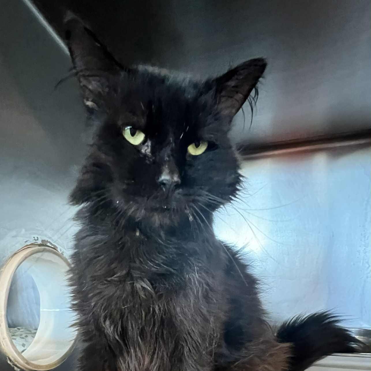 Bunny - 8 yo senior