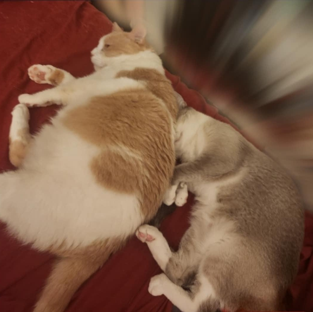 JUNI-PURR JuniPurr photo 3