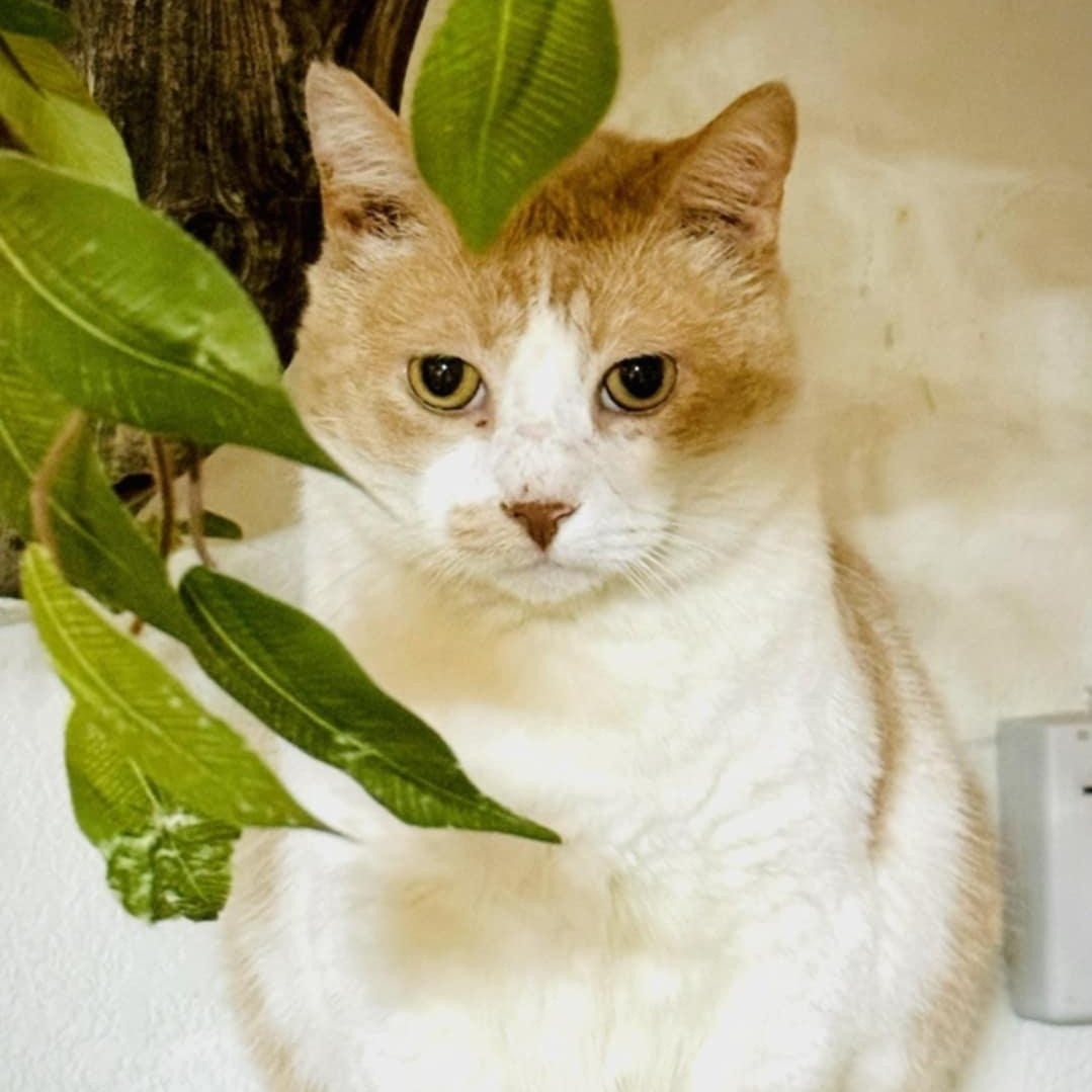 JUNI-PURR JuniPurr photo 1