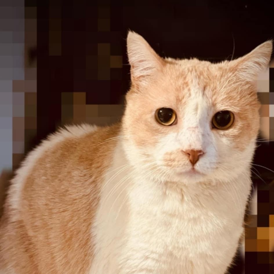 JUNI-PURR JuniPurr photo 4