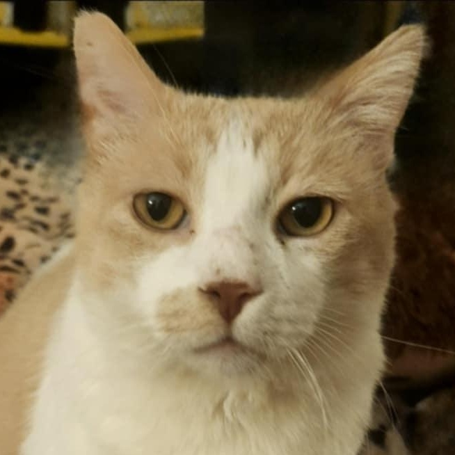 JUNI-PURR JuniPurr photo 6