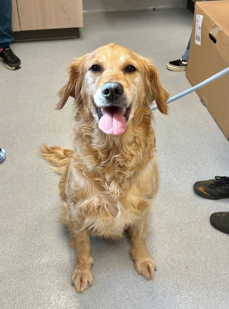 Enlarge Soda Pop, a Adopted Golden Retriever in Chillicothe, OH image 1/1