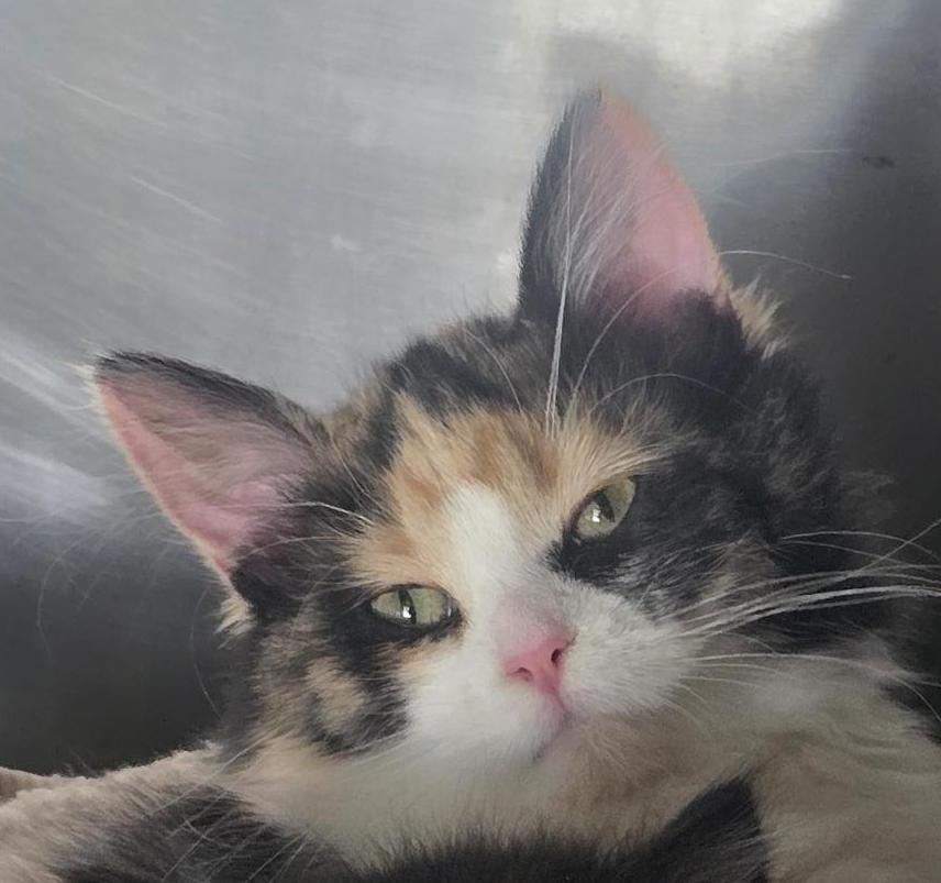 Enlarge Callie, a ADOPTABLE mixed breed in Brainerd, MN image 1/1