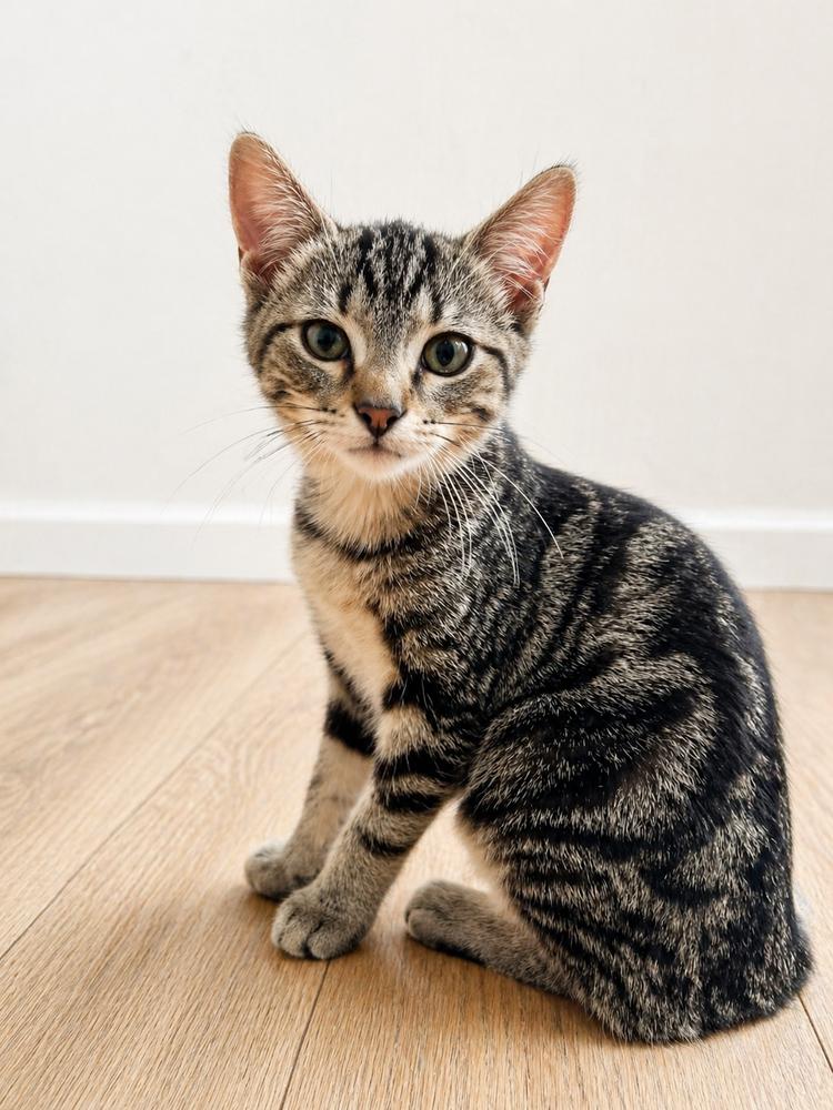 Enlarge Usagi, a Adoptable mixed breed in Homer Glen, IL image 1/2