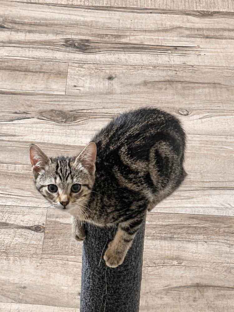 Usagi, Adoptable, Kitten Female Domestic Short Hair & Tabby.