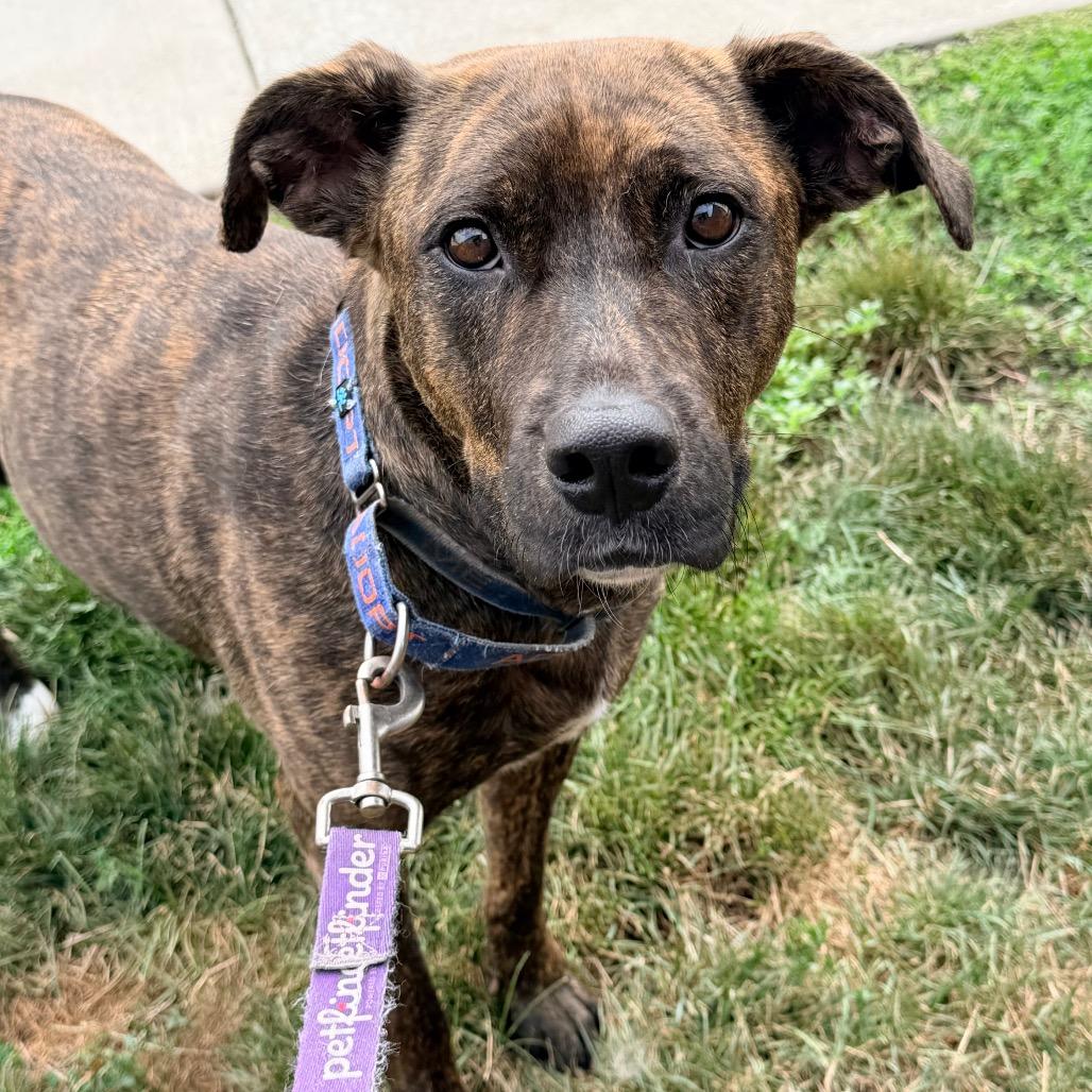 Reba Lynn, a Adoptable mixed breed in Champaign, IL image 1/6