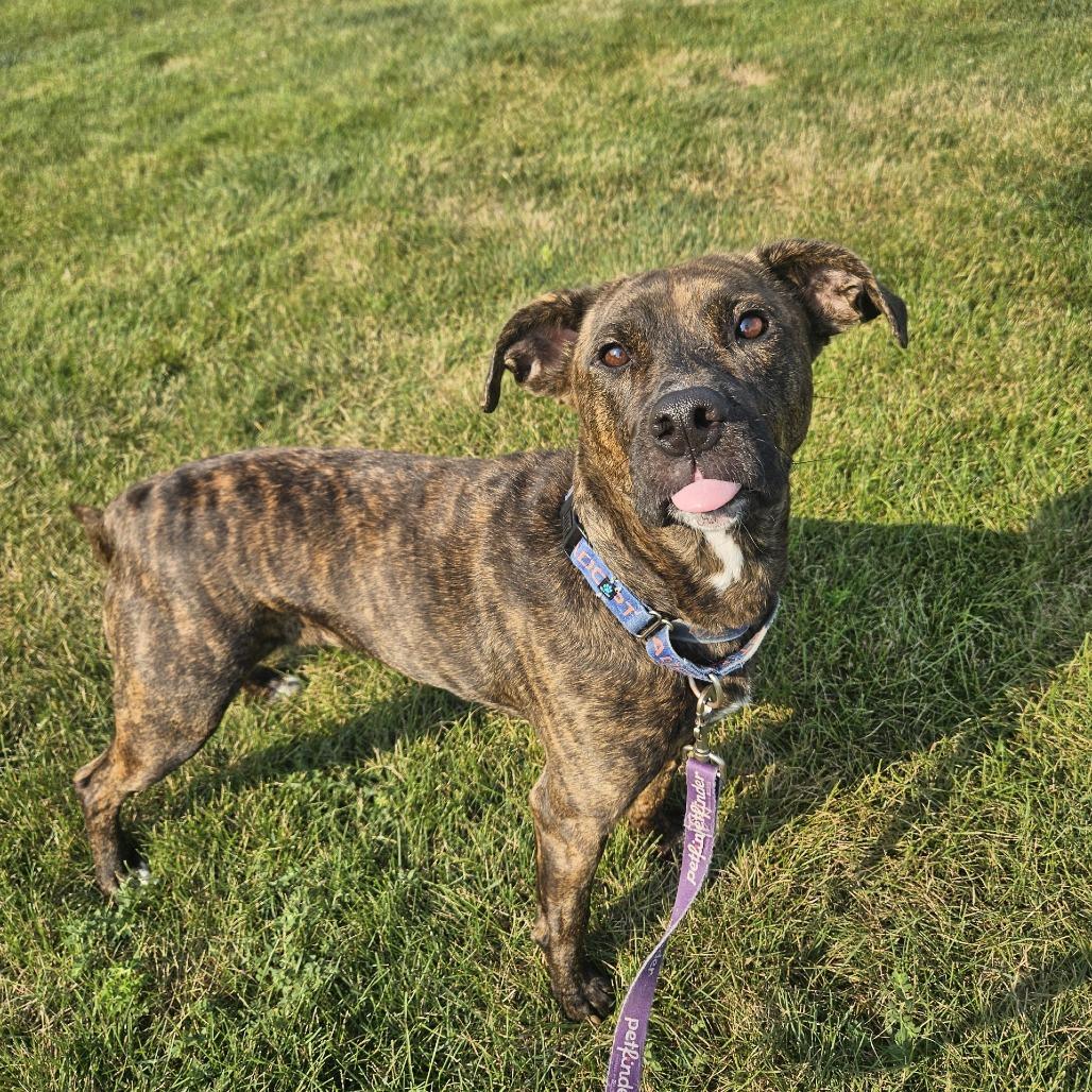Reba Lynn, a Adoptable mixed breed in Champaign, IL image 2/6