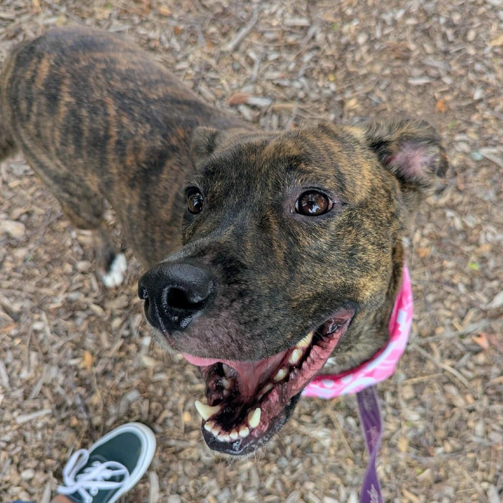 Reba Lynn, a Adoptable mixed breed in Champaign, IL image 3/6