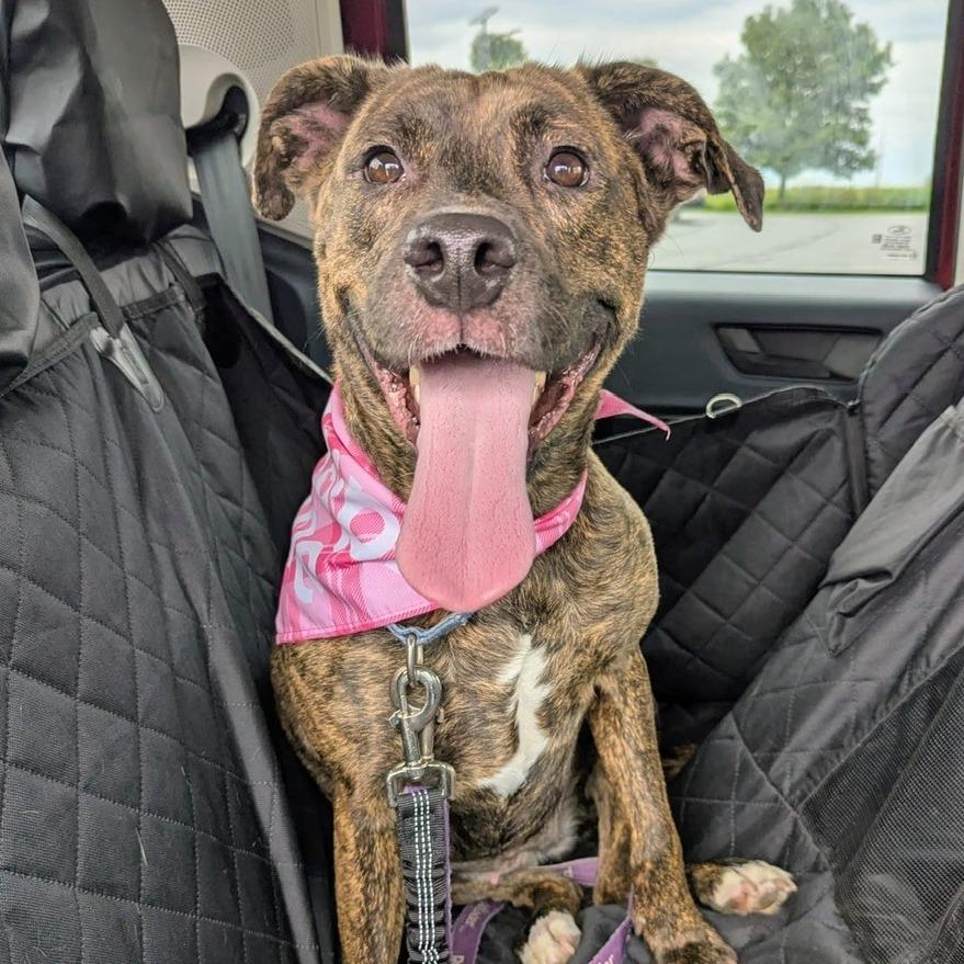 Reba Lynn, a Adoptable mixed breed in Champaign, IL image 4/6
