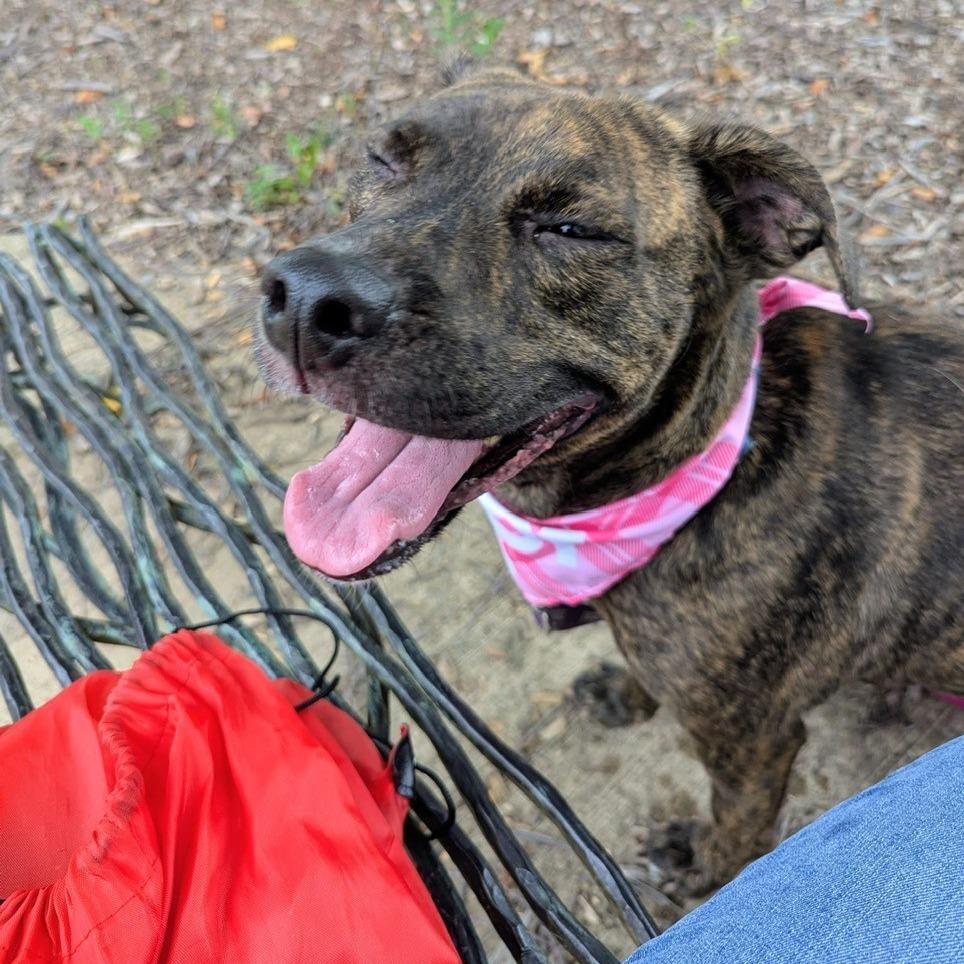 Reba Lynn, a Adoptable mixed breed in Champaign, IL image 5/6