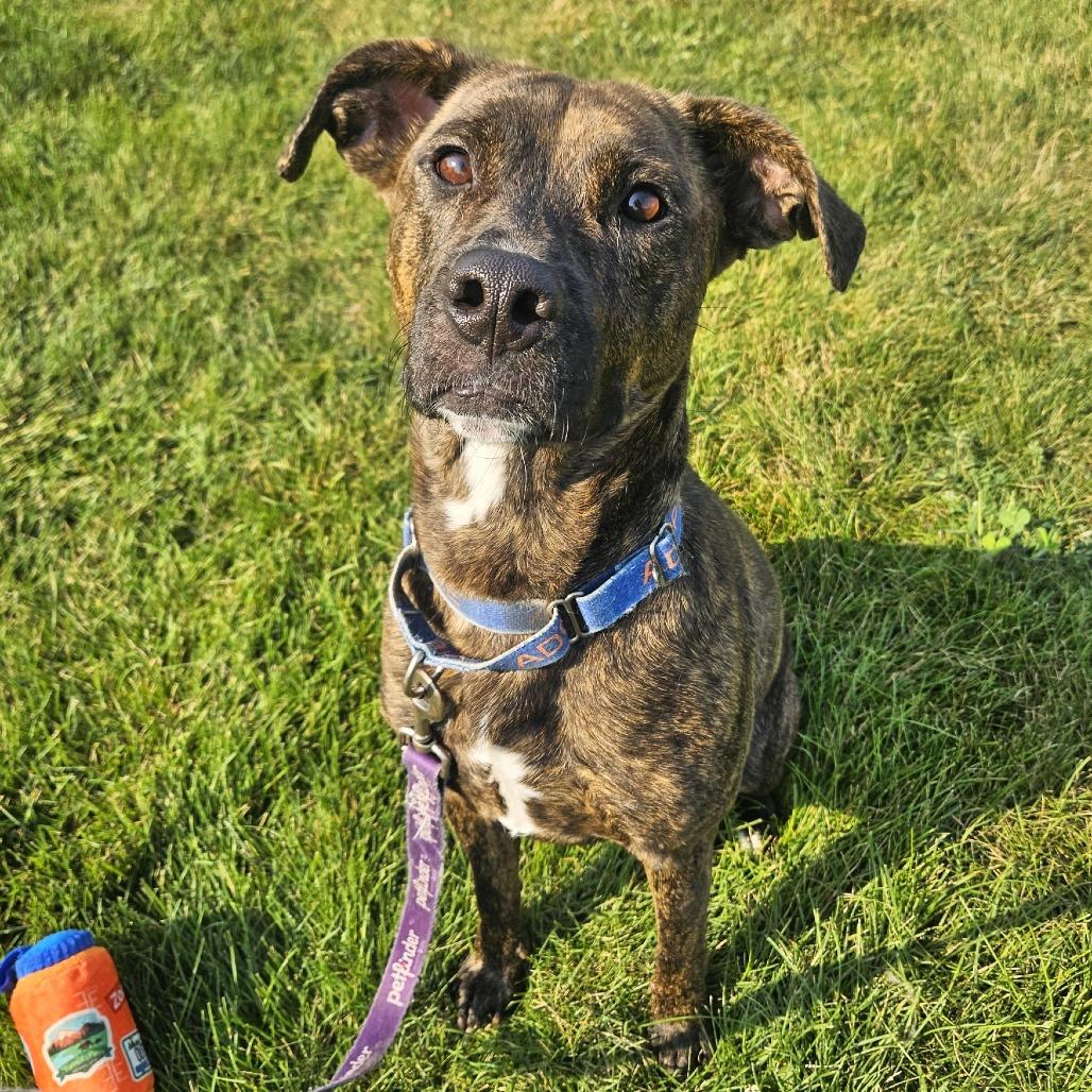 Reba Lynn, a Adoptable mixed breed in Champaign, IL image 6/6