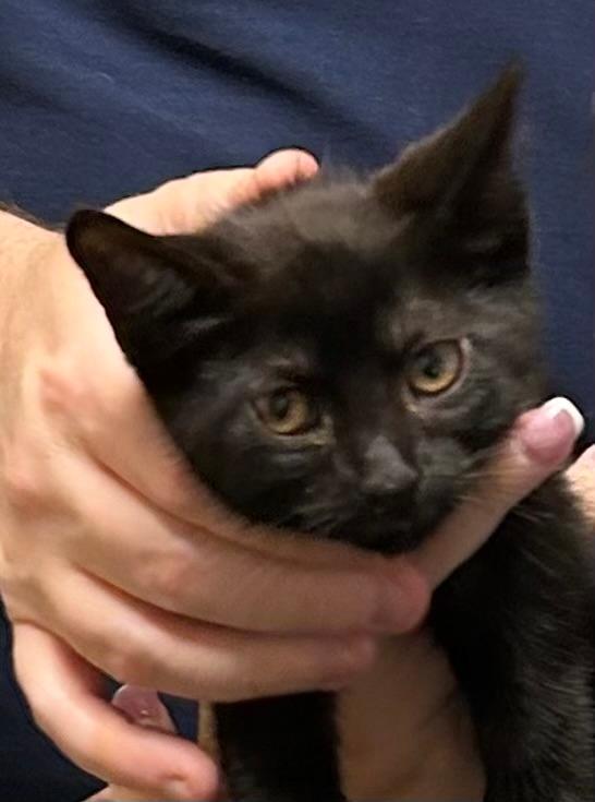 Goldie-5-30-26, adopted, Kitten Female Domestic Short Hair.