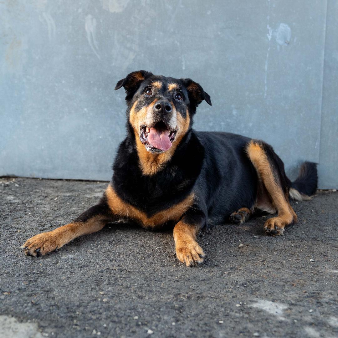 Enlarge Nala, a Adoptable mixed breed in Dellslow, WV image 1/3