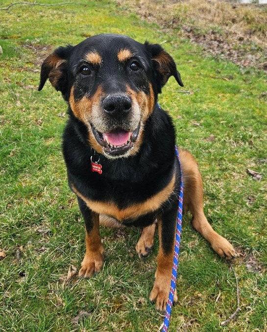 Enlarge Nala, a Adoptable mixed breed in Dellslow, WV image 2/3