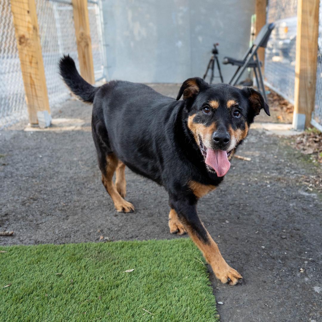 Enlarge Nala, a Adoptable mixed breed in Dellslow, WV image 3/3