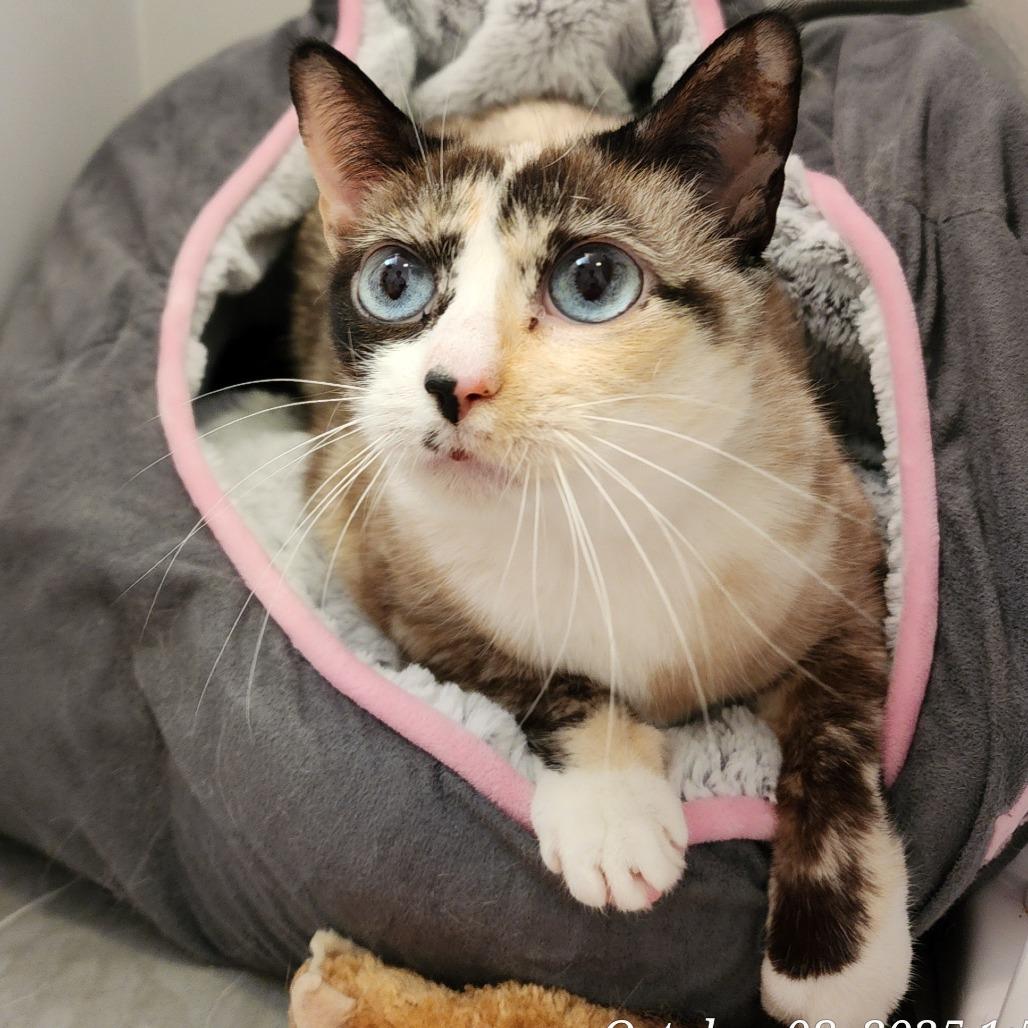 IMELDA, a Adoptable mixed breed in Toms Brook, VA image 1/2