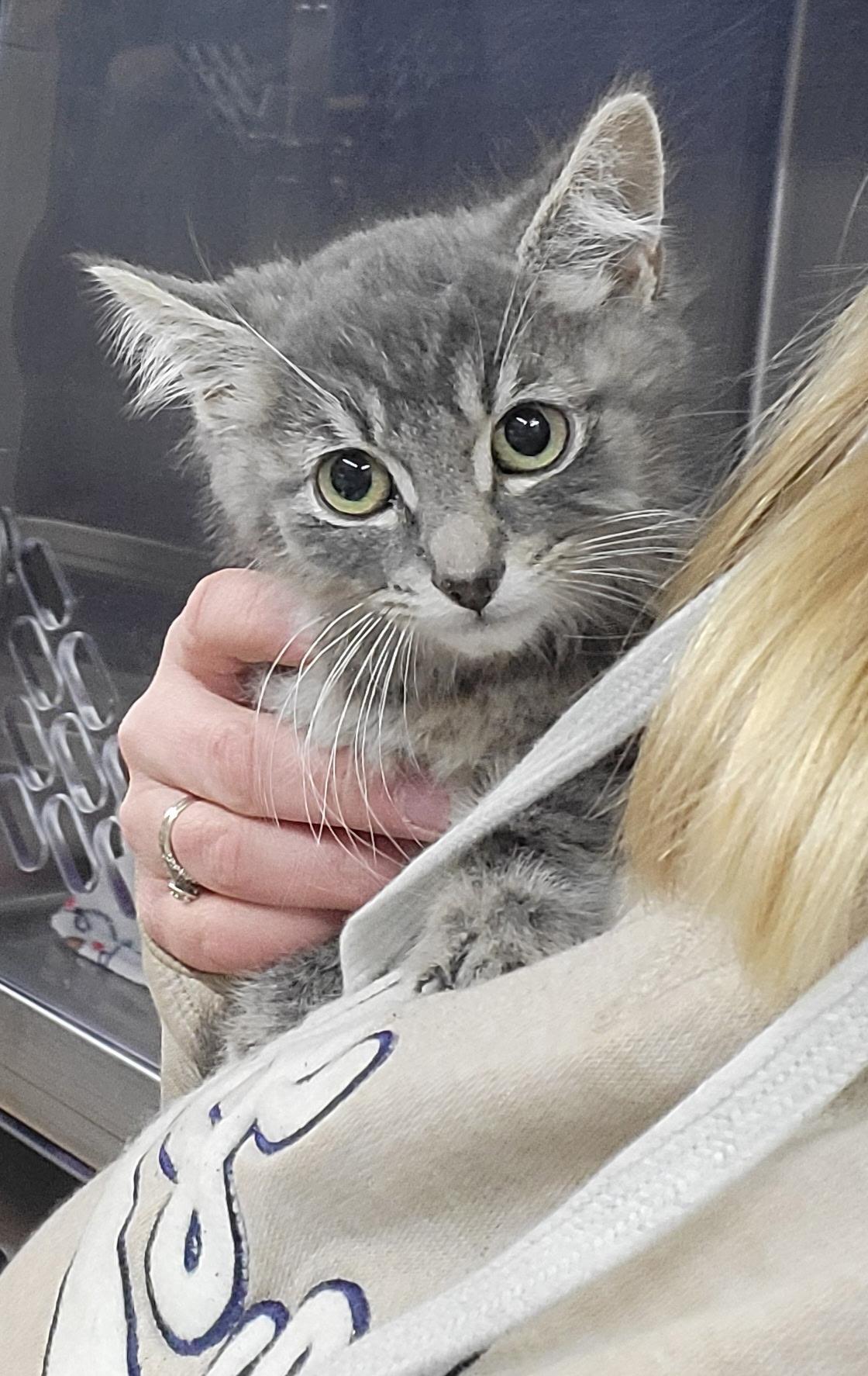 Enlarge Violet, an adopted Domestic Short Hair in Zimmerman, MN image 1/1