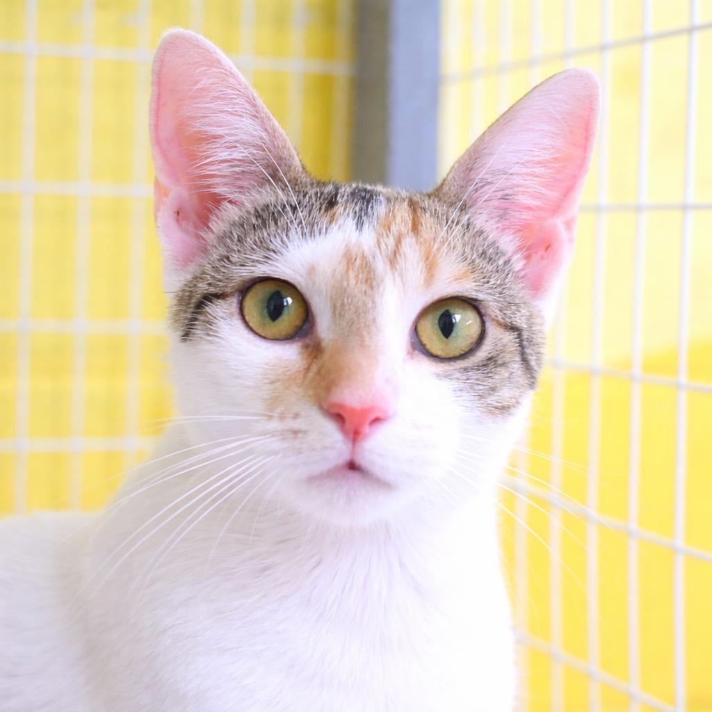 Enlarge Smidget, a Adoptable mixed breed in Saint Petersburg, FL image 1/1