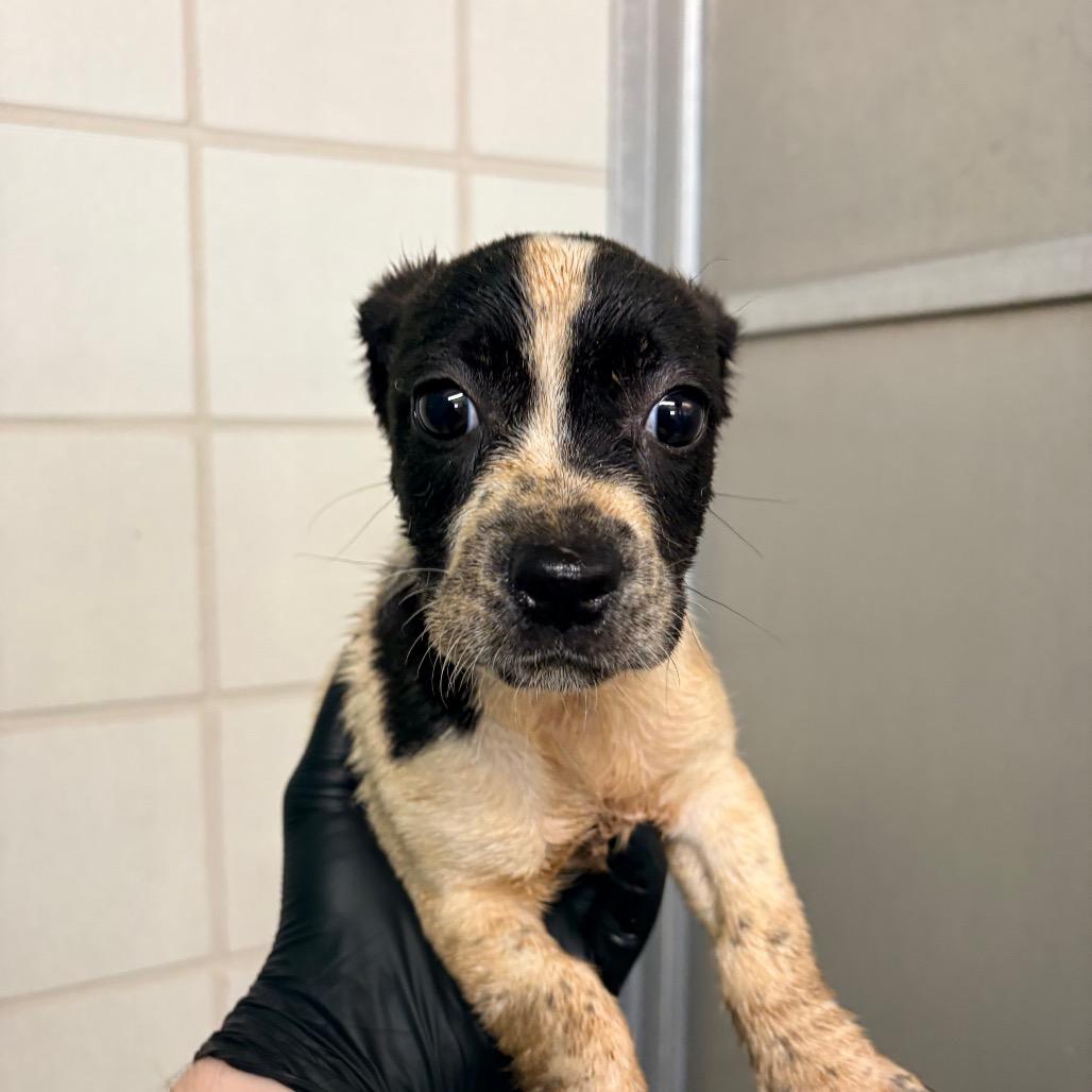 Seal, Adoptable, Puppy Male Pit Bull Terrier.